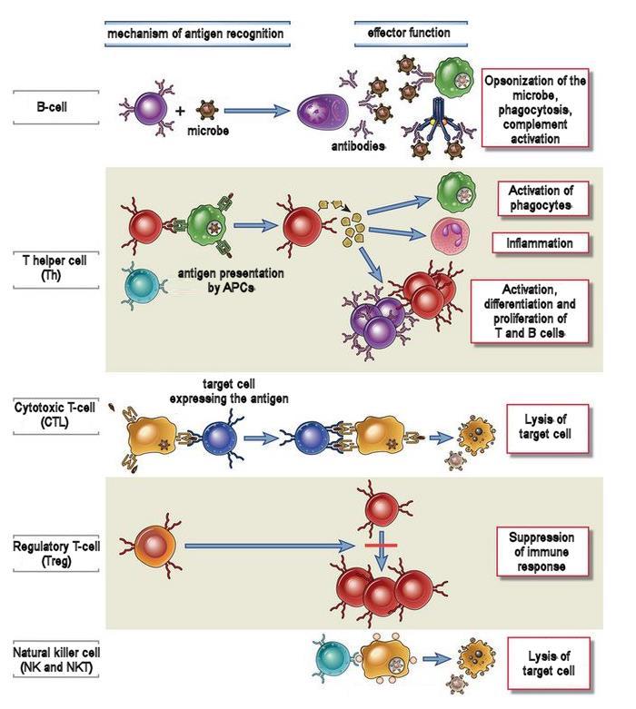The adaptive immunity cells Humoral immunity Wide variety of effects mediated by