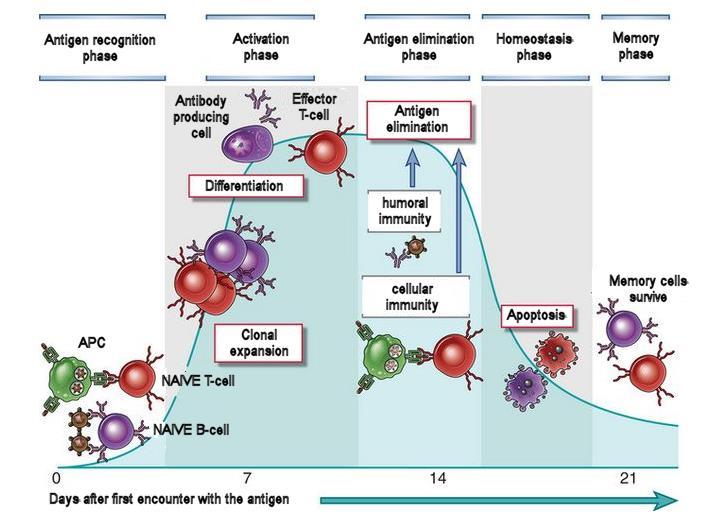 The adaptive immunity time-course Note that T- and B- cells which have never seen an antigen are called naïve.