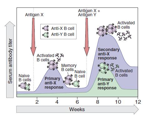 The adaptive immunity primary and secondary reactions The advantage of memory cells is that they live for a long time and that they are already armed against the same pathogen.