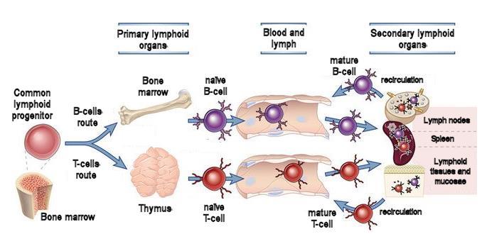 The adaptive immunity lymphoid organs and lymphocytes routes Naïve lymphocytes