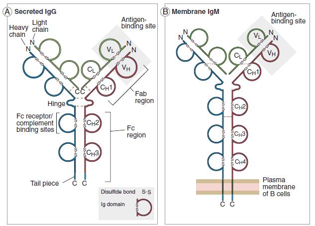 Adaptive immunity overview of the immunoglobulins (Ig) All Ig have a similar structure, but they display an enormous variability in the antigens that they can recognize.