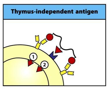 Thymus-independent (TI) antigens First signal required for B cell activation is delivered through its antigen receptor Second