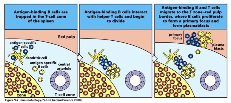 Antigen-binding B cells meet T cells at border between T-cell area and B cell follicle in secondary lymphoid tissue Plasmablasts are cells that have begun to secrete antibody but are still dividing