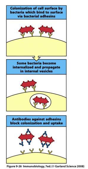 Antibodies can prevent attachment of bacteria to cell surface Many bacterial infections require an interaction between the bacterium and a cell surface receptor, particularly so for infections of