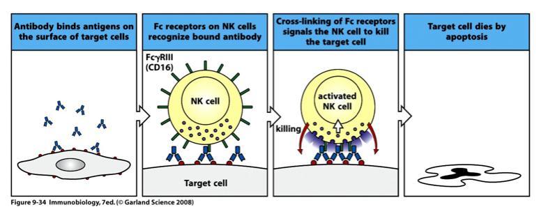 Antibody dependent cellular cytotoxicity Antibody coated target cells can be killed by antibody-dependent cellular cytotoxicity (ADCC)