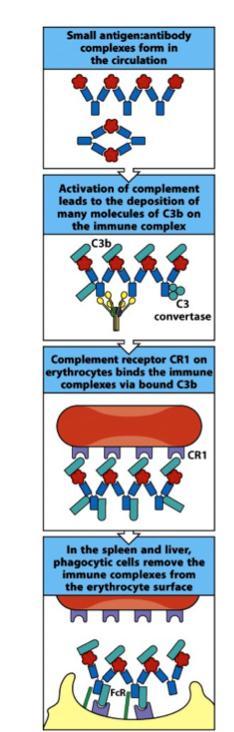 Immune complexes are cleared from the circulation in the spleen CR1 on the surface of erythrocytes has an important role in clearance of immune complexes from the circulation Immune