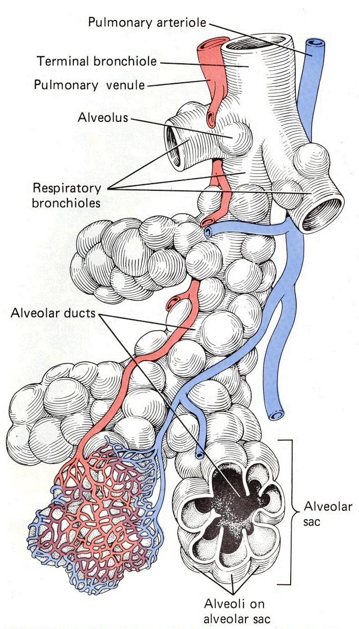 Alveoli = air sacs Sprout from bronchioles