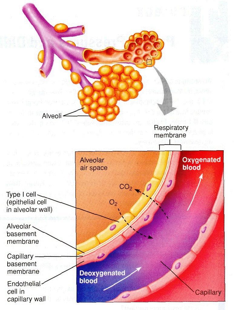 Alveoli: where gas (O2 & CO2) exchange