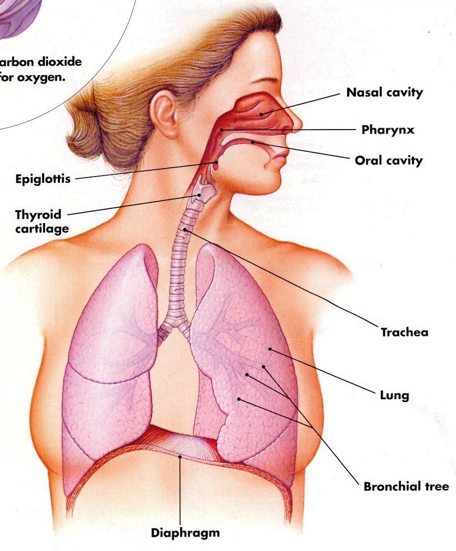 Lungs sit in thoracic cavity (space) Change