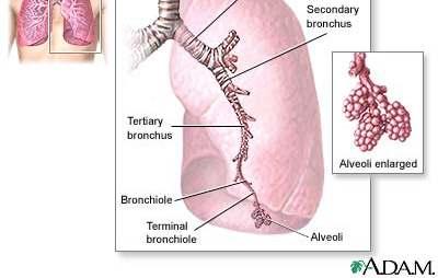 Bronchi (Bronchus) The trachea branches into 2
