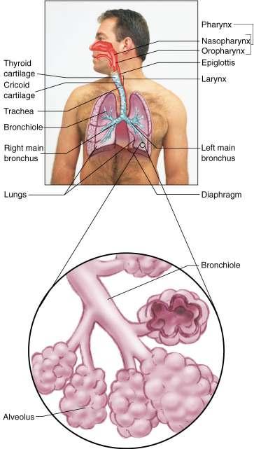 Alveoli Located at the end of the bronchioles.