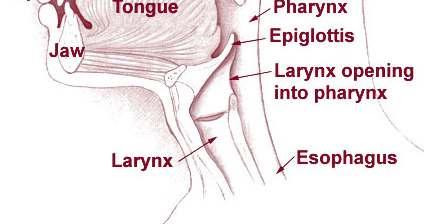 Inferior to the pharynx Attached at the entrance of the larynx.