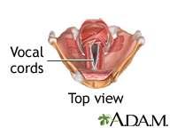 Larynx (voice box) Inferior to the pharynx Contains vocal