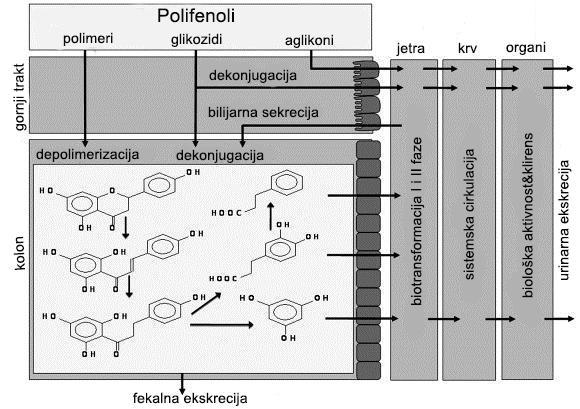 UVOD 1.2.2 Metabolizam polifenola Polifenoli se u biljkama nalaze u formi glikozida, sa izuzetkom flavan-3-ola i njihovih oligomera, procijanidina.