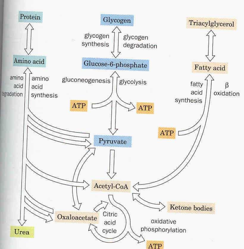 Fuels sources: Starch/Glycogen Fat or triacylglycerol Proteins Glucose Fatty acids and Glycerol Amino acids Catabolic pathways: Glycolysis PDC and Citric Acid Cycle Oxidative phosphorylation Fatty