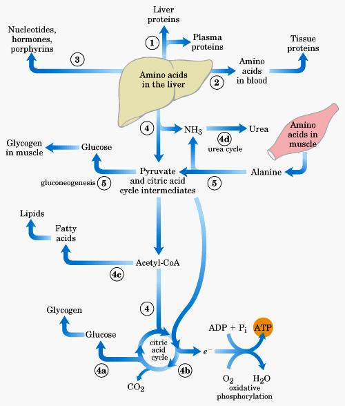 Metabolism of Amino acids in liver Metabolic pathway for Glucose 6-phosphate in the Liver Muscle: Major fuel for muscle are;