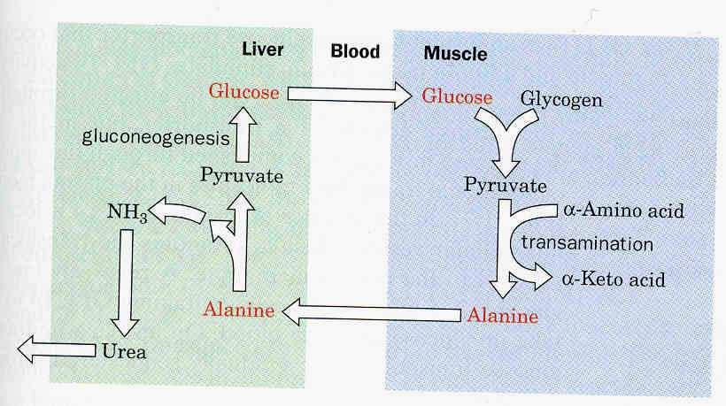 gluconeogenesis, and glucose is transported back to muscle. This inter-organic metabolic pathway is referred as Cori cycle.