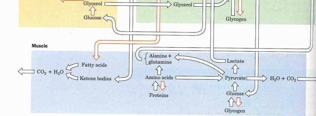 Catabolic Pathways: Glycolysis, citric acid cycle and oxidative phosphorylation.