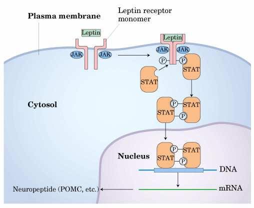 POMC = Pro-opiomelanocartin MSH = Melanocyte stimulating hormone CRH =
