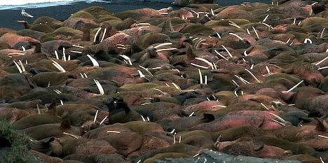 Some Facts about the Walrus Walruses can dive down to 200 meters in the ocean