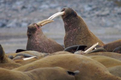 walrus s social rank Tusks can grow up to 1 meters in males and 0.
