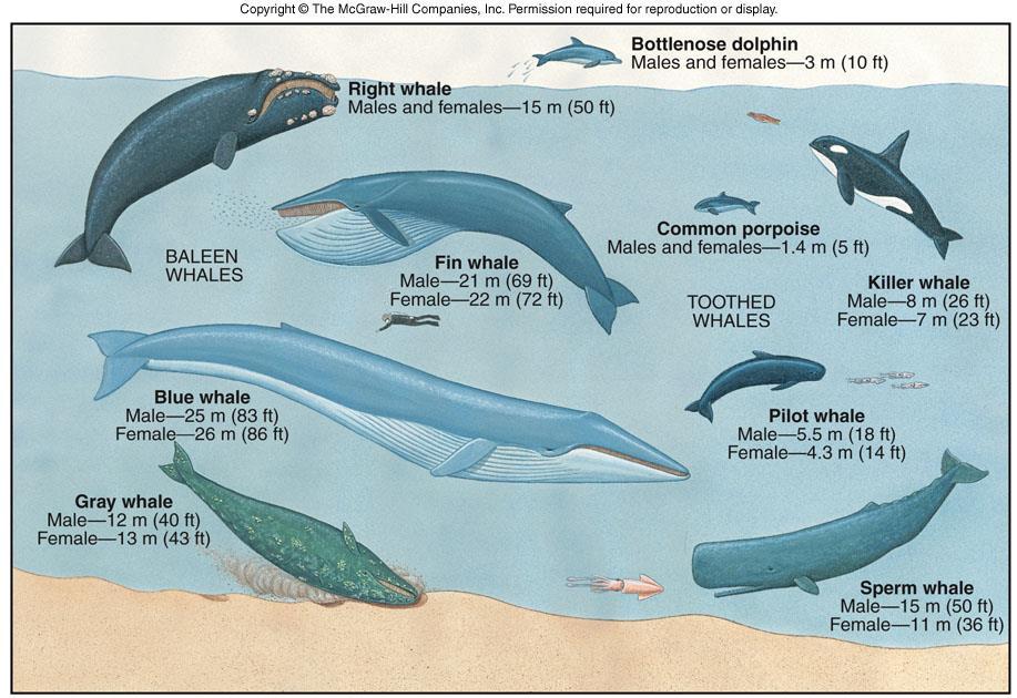 Whale diversity: