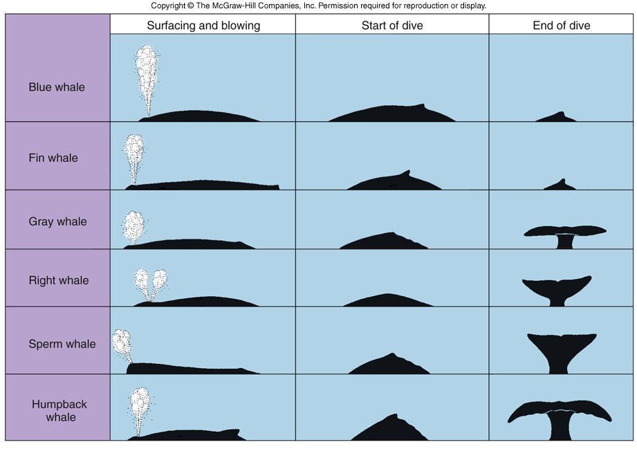 Great whales can be identified from a distance by their blowing pattern their surface outline at the