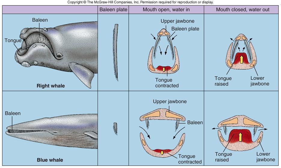 Comparison of baleen plate