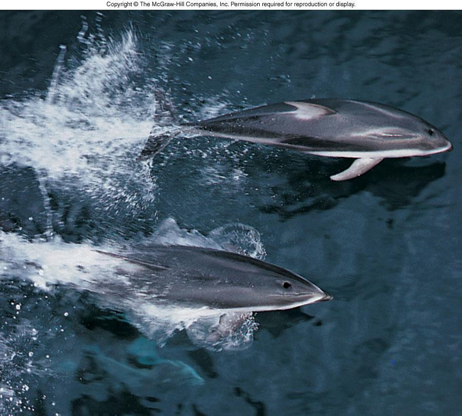 Pacific white-sided dolphin (Lagenorhynchus
