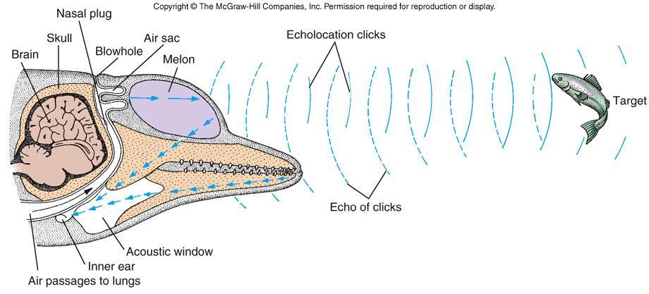 Echolocation in dolphins uses a series of clicks