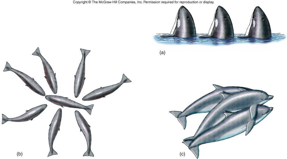 Spying behavior in Orcas (a), Sperm Whales surrounding an injured pod member (b), and