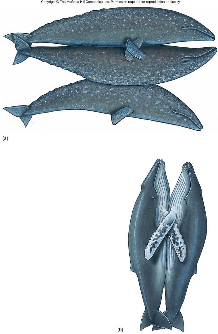 Mating behavior in Gray Whales (a) and Humpback Whales (b).
