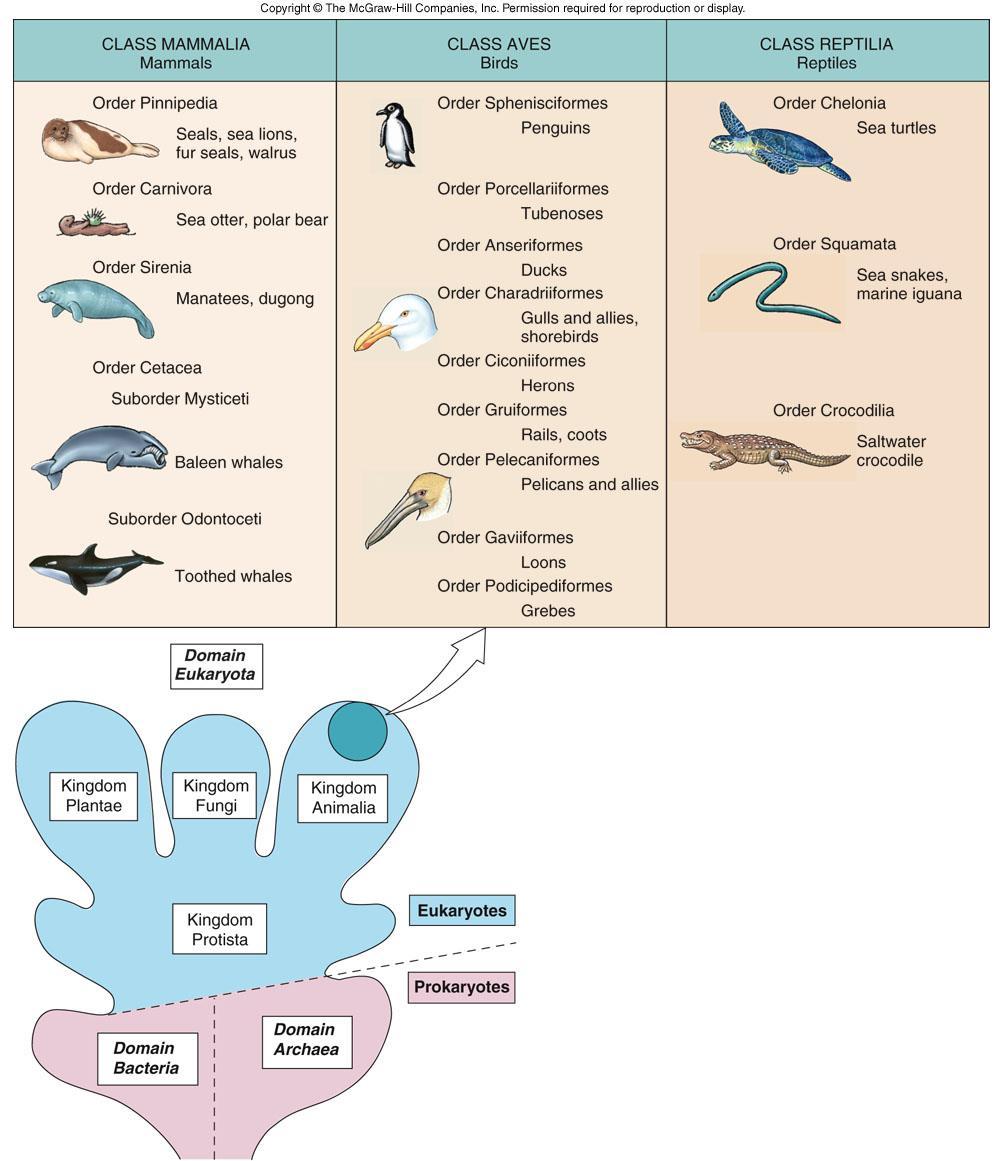 Marine mammals, birds,and reptiles are all classified in the Phylum Chordata, Subphylum