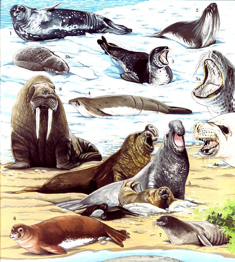 True Seals Weddell Seal
