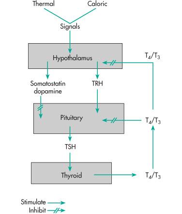 Glycoprotein 2. TSH Action mechanism: GPR (camp ) Regulation: TRH (cold?