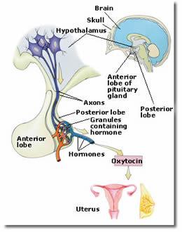 Regulation of secretion: Neuroendocrin reflex mechanism: mechanical stimuli (breast, genitalia) emotional stimuli in lactating women In