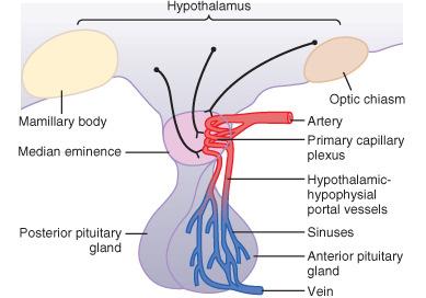 Portal hypophysial vessels Hormones of adenohypophysis: ACTH (adrenocorticotropic hormone), peptid TSH (thyroid-stimulating hormone),