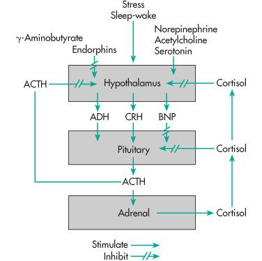Action mechanism: GPR => camp Regulation: Stress CRH ADH Cortisol ACTH Daily rhytm (highest level at