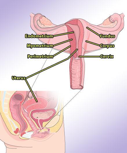 Uterus After fertilization, uterus provides for development and growth of fetus Three