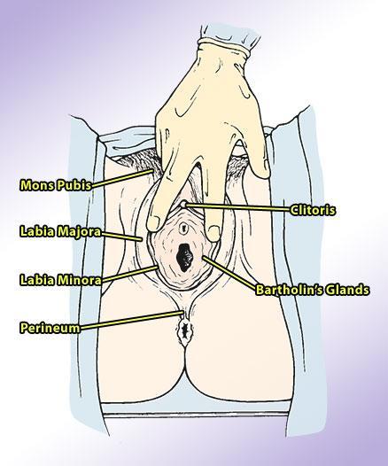 Vulva Vulva includes: Mons pubis Labia majora Labia minora Other