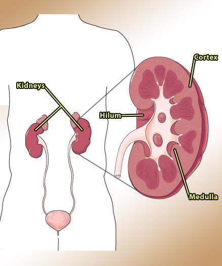 Kidneys Two bean-shaped organs on either side of