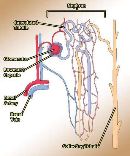 Nephrons Tiny structures in the kidneys that are made up of: