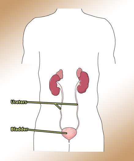 Ureters and Bladder Ureter attached to each of the two kidneys.