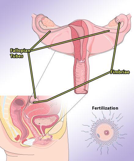 Fallopian Tubes Located above the ovaries Ovum is swept into one of the two fallopian tubes by fimbriae The fallopian