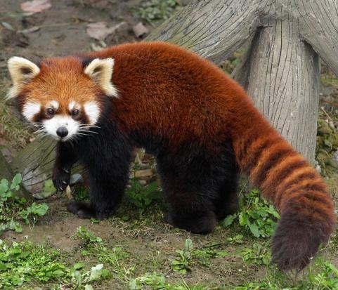 lifestyle. This will expand into a discussion of the evolution of the red pandas and its scientific classification in the animal world.