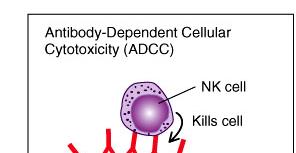 Natural Killer (NK) Cells Kill cells bound by