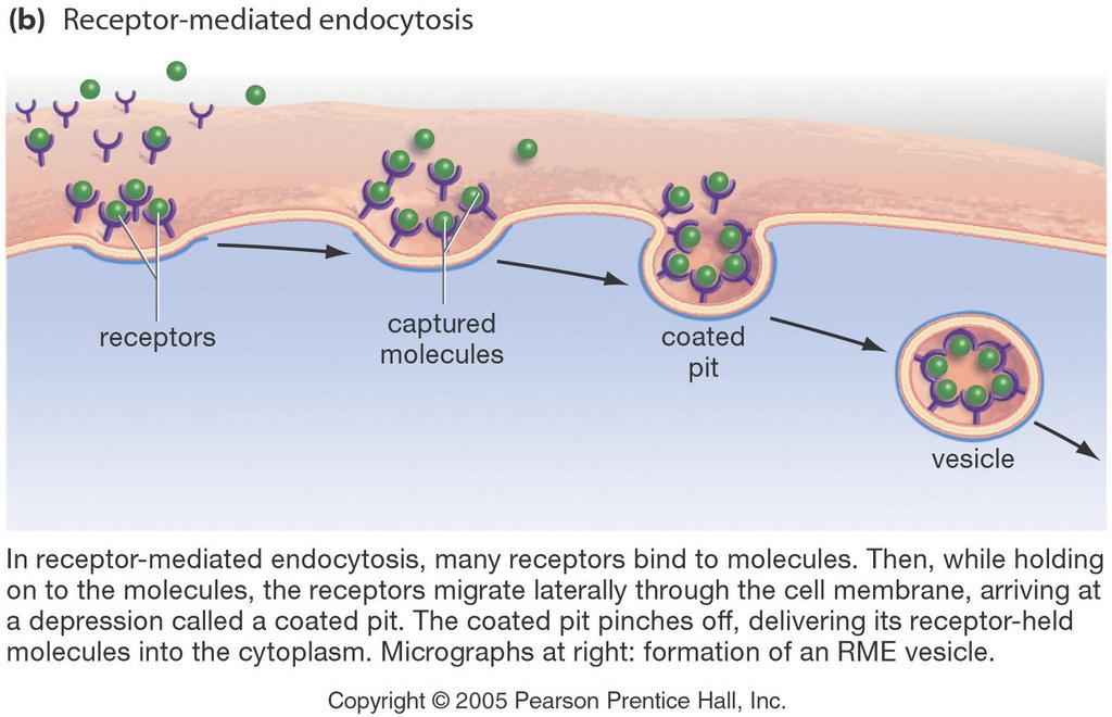 43 Endocytosis.