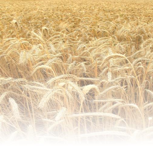 BUSINESS SEGMENTS Przyn ffers the mst cmplete prtfli f enzymes n the market with innvative and custmized slutins fr the wheat industry, imprving prcesses,
