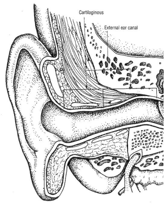 The Auditory System Hearing has both protective and communication functions High sensitivity to loudness and pitch Range of human hearing is from