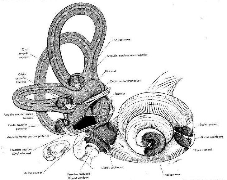 The Auditory System continued Inner Ear cochlea, hair cells, vestibular